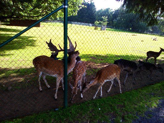 Wildpark Bad Marienberg